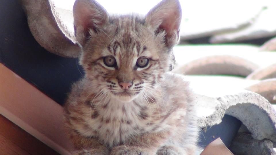 Backyard Bobcats